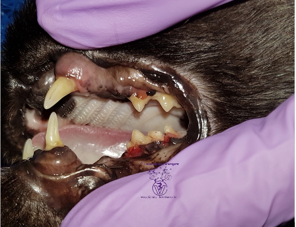COHAT Linke Seite einer Katze mit Zahnschmerzen